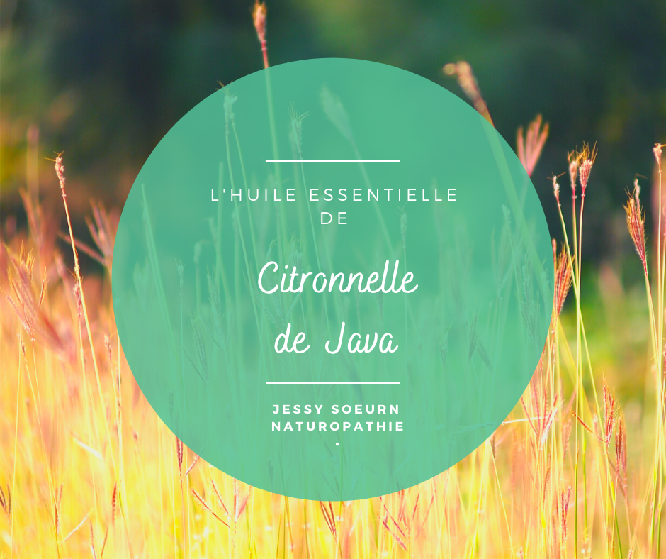 La citronnelle de Java